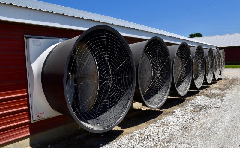 A series of fans are tied into a cooling system at the Masten’s farm.